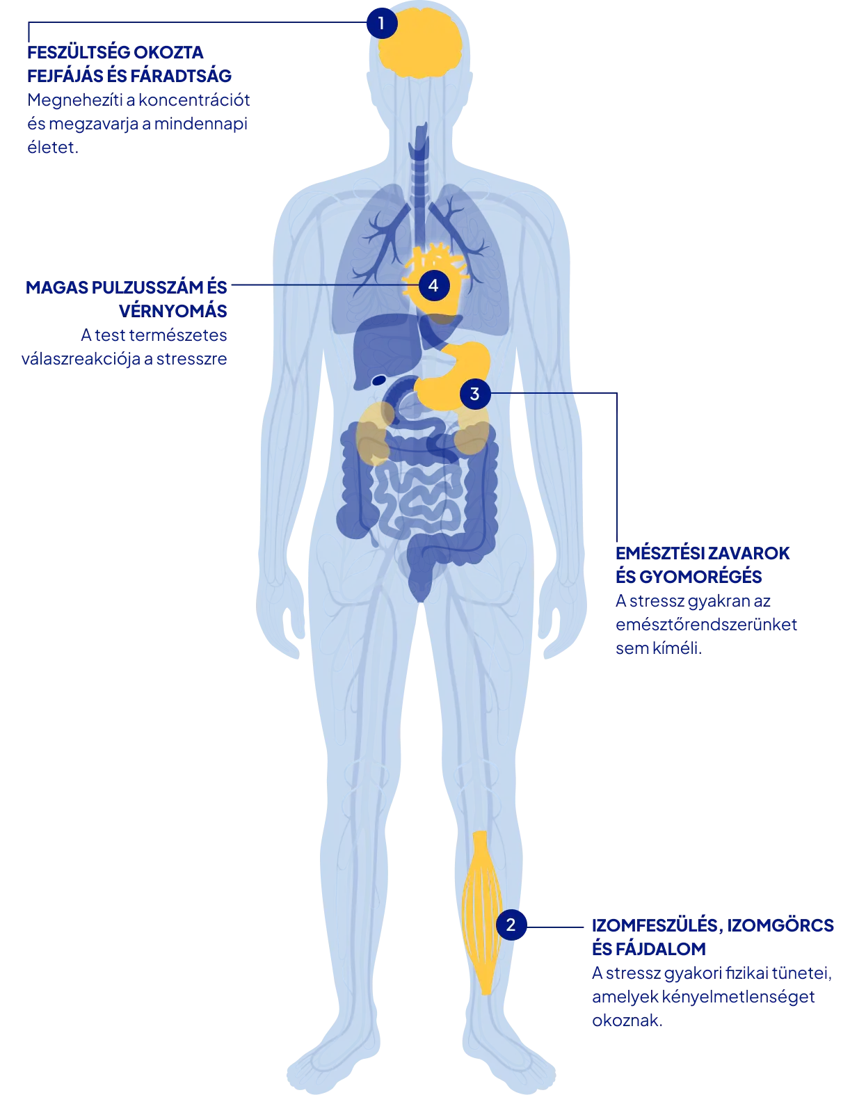 A magnézium és a Magne B6 szedésének jótékony hatásai a szervezetre